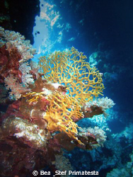 Fire coral. by Bea & Stef Primatesta 